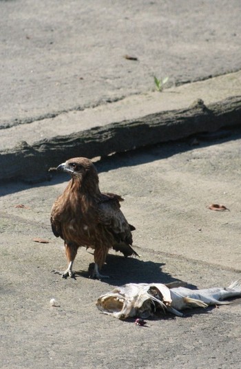 Black Kite 横浜市金沢区 Thu, 5/12/2016