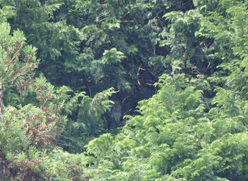 Ural Owl 大阪府能勢町 Unknown Date