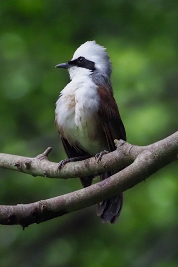 Fri, 7/10/2020 Birding report at Bukit Batok Nature Park (Singapore)