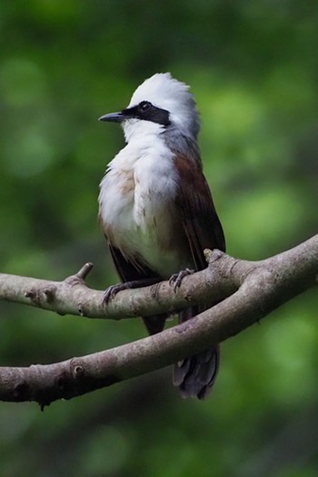 ハクオウチョウ Bukit Batok Nature Park (Singapore) 2020年7月10日(金)