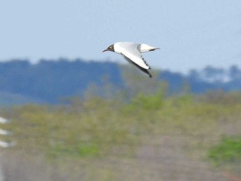 Black-headed Gull 石狩川河口付近 Sat, 5/14/2016