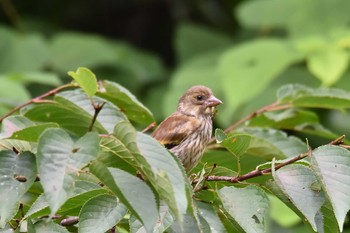 Unknown Species 石川県小松市 Mon, 6/29/2020