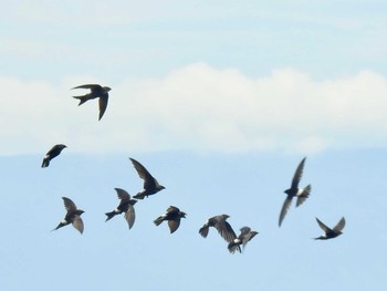 アマツバメ 城ヶ崎海岸 2020年7月12日(日)