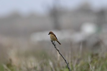 Brown Shrike Hegura Island Sun, 5/1/2016