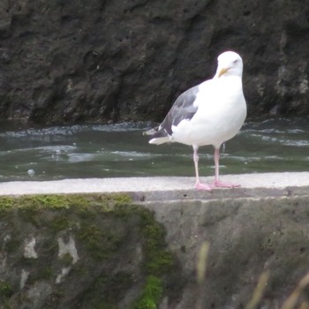 Great Black-backed Gull Makomanai Park Wed, 7/8/2020