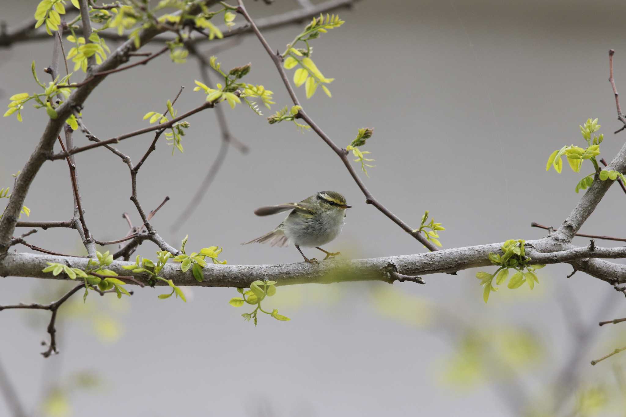 Pallas's Leaf Warbler