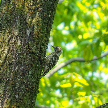 Japanese Pygmy Woodpecker 群馬の森 Sun, 5/1/2016