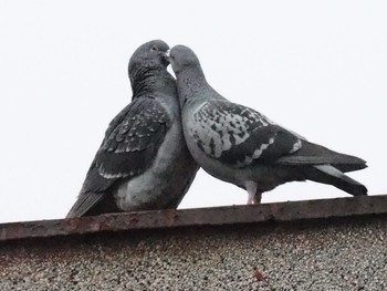 Rock Dove Unknown Spots Mon, 5/9/2016