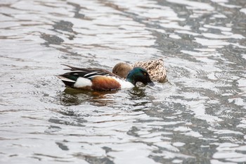 Sun, 3/29/2020 Birding report at Shinobazunoike