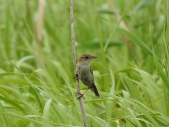 Marsh Grassbird Unknown Spots Sat, 7/11/2020