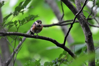 Varied Tit ねいの里(富山県富山市) Mon, 7/13/2020