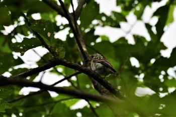 Narcissus Flycatcher ねいの里(富山県富山市) Mon, 7/13/2020