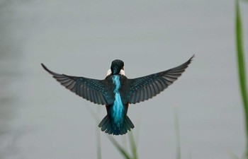 カワセミ 川口市 2020年7月13日(月)