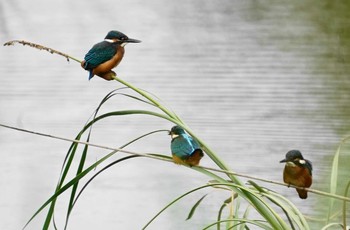 カワセミ 川口市 2020年7月13日(月)