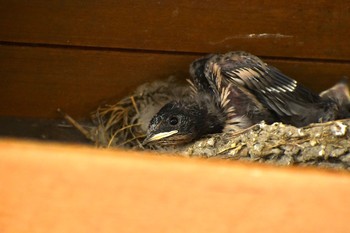 Barn Swallow Unknown Spots Sun, 7/12/2020