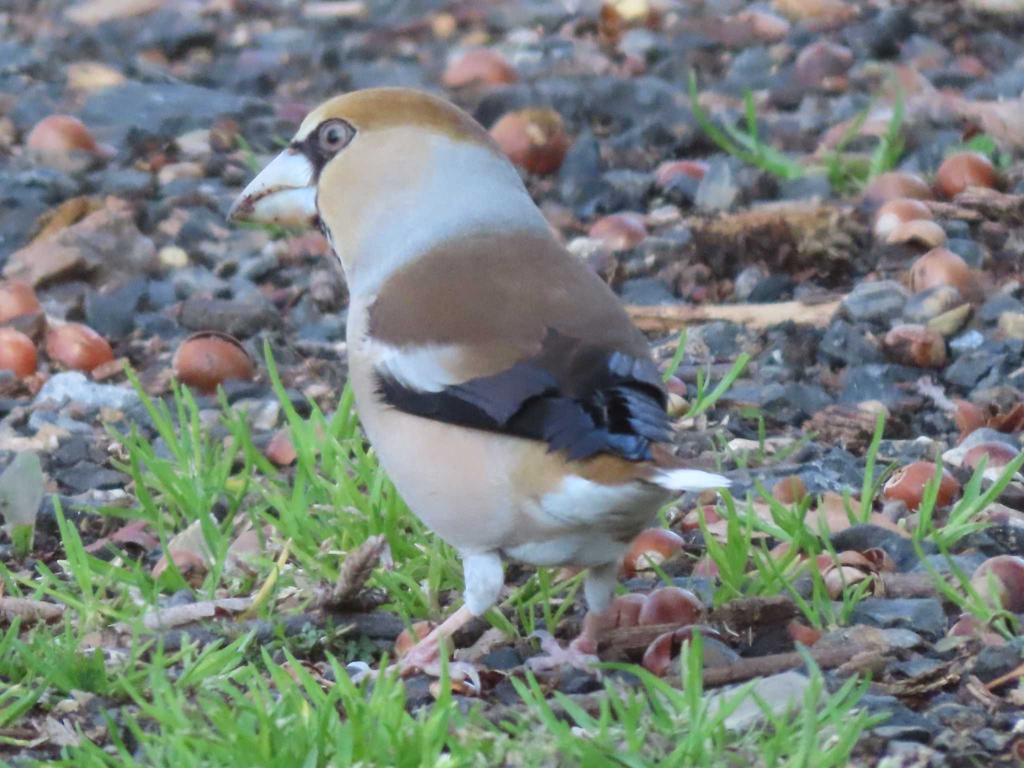 Photo of Hawfinch at Asamiya Park by orca