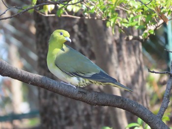 アオバト 朝宮公園(春日井市) 2020年3月15日(日)