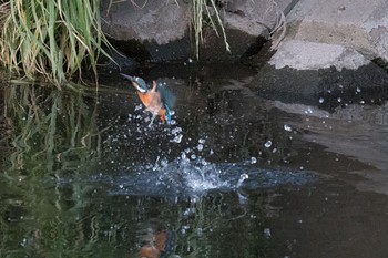 カワセミ 神奈川県 綾瀬市 2016年5月14日(土)