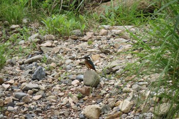 カワセミ 兵庫県養父市 2020年7月5日(日)