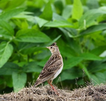 Eurasian Skylark Unknown Spots Unknown Date