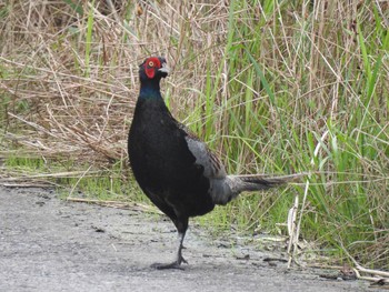 Sat, 7/11/2020 Birding report at Teganuma