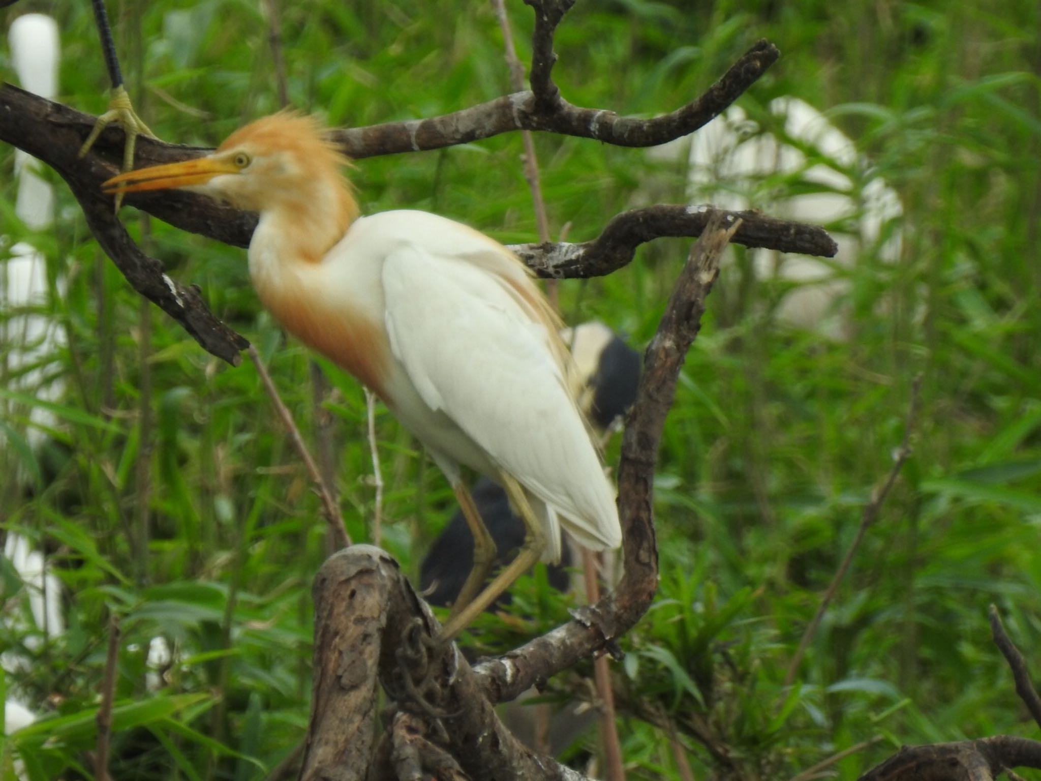 茨城 アマサギの写真 by da