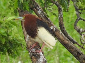 Sat, 7/11/2020 Birding report at 茨城