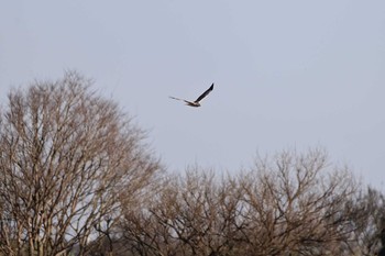 Hen Harrier Watarase Yusuichi (Wetland) Fri, 3/20/2020