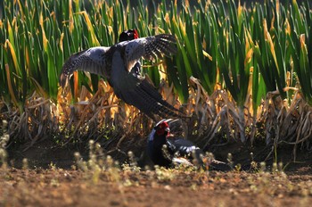 Green Pheasant Minuma Rice Field Sat, 3/21/2020