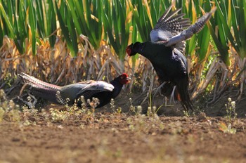 Green Pheasant Minuma Rice Field Sat, 3/21/2020