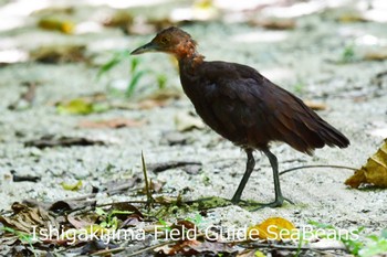 Slaty-legged Crake Ishigaki Island Mon, 7/13/2020