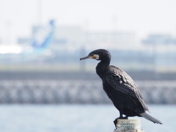 カワウ 場所が不明 2016年5月15日(日)