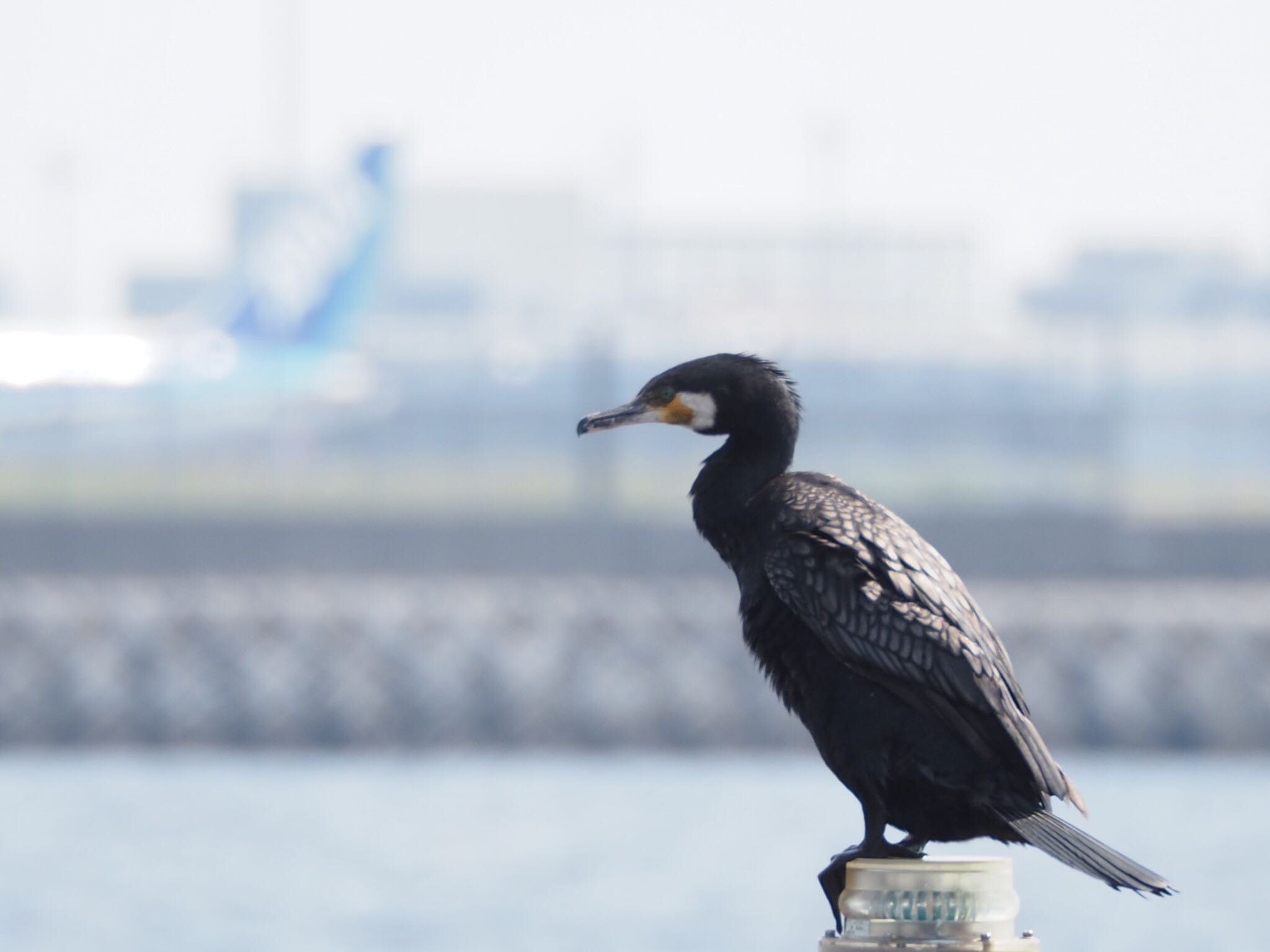  カワウの写真