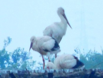 Oriental Stork Watarase Yusuichi (Wetland) Mon, 7/13/2020