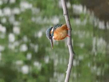 Common Kingfisher Unknown Spots Tue, 5/10/2016