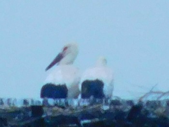 Oriental Stork Watarase Yusuichi (Wetland) Mon, 7/13/2020