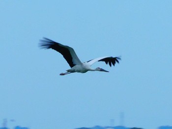 Oriental Stork Watarase Yusuichi (Wetland) Mon, 7/13/2020
