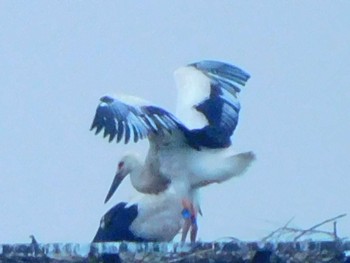 コウノトリ 渡良瀬遊水地 2020年7月13日(月)