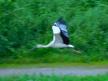 コウノトリ 渡良瀬遊水地 2020年7月13日(月)