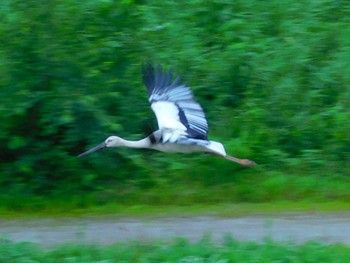 コウノトリ 渡良瀬遊水地 2020年7月13日(月)