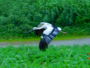 コウノトリ 渡良瀬遊水地 2020年7月13日(月)