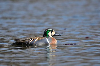 トモエガモ 見沼自然公園 2020年3月21日(土)