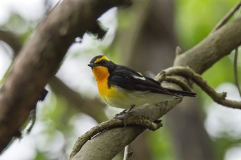 Narcissus Flycatcher Hayatogawa Forest Road Mon, 5/2/2016