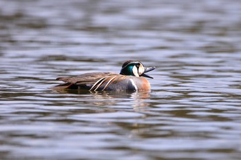 2020年3月21日(土) 見沼自然公園の野鳥観察記録