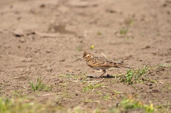 ヒバリ 見沼自然公園 2020年3月21日(土)