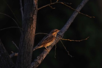 2020年3月21日(土) 荒川第一調整池の野鳥観察記録