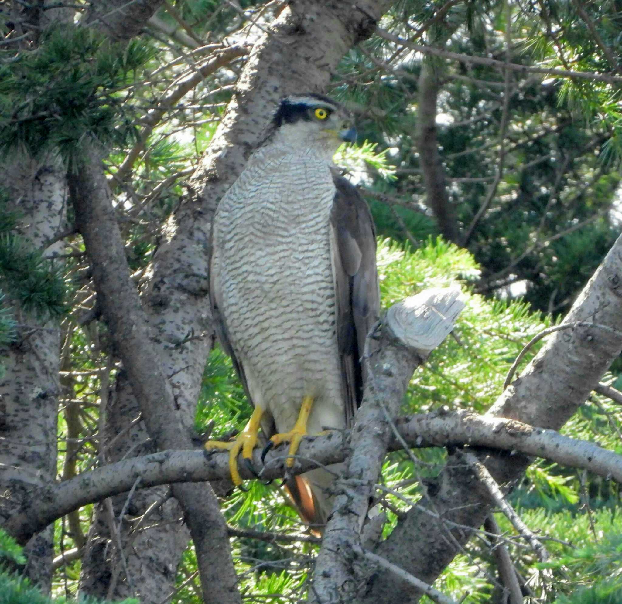 Photo of Eurasian Goshawk at  by サジタリウスの眼