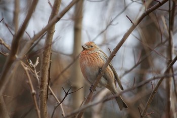 Pallas's Rosefinch 長野県（中南信） Mon, 2/3/2020