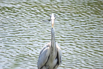 Grey Heron 柏尾川 Sun, 5/15/2016