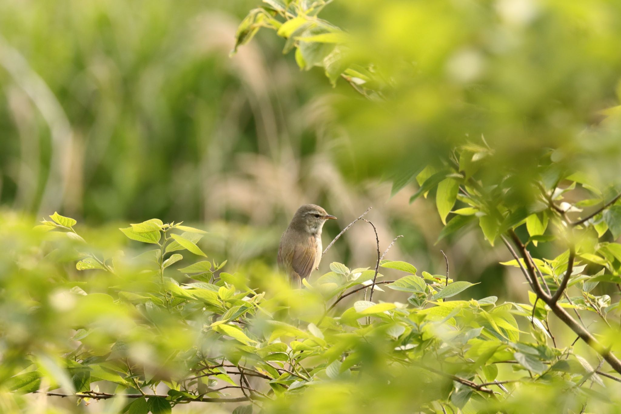 Photo of Japanese Bush Warbler at 大村市郡川 by juusenseibatsu